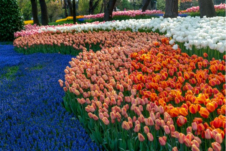 トルコのシンボルのチューリップが彩る春4月 | 海外旅行の情報満載 