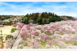 128回目の「水戸 梅まつり」開催中