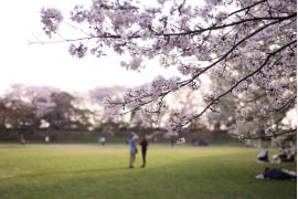 【千葉県佐倉市】日本100名城に咲く千本桜！「佐倉城址のさくら」開催