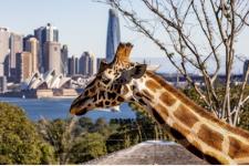 シドニー市内のタロンガ動物園内のリトリート
