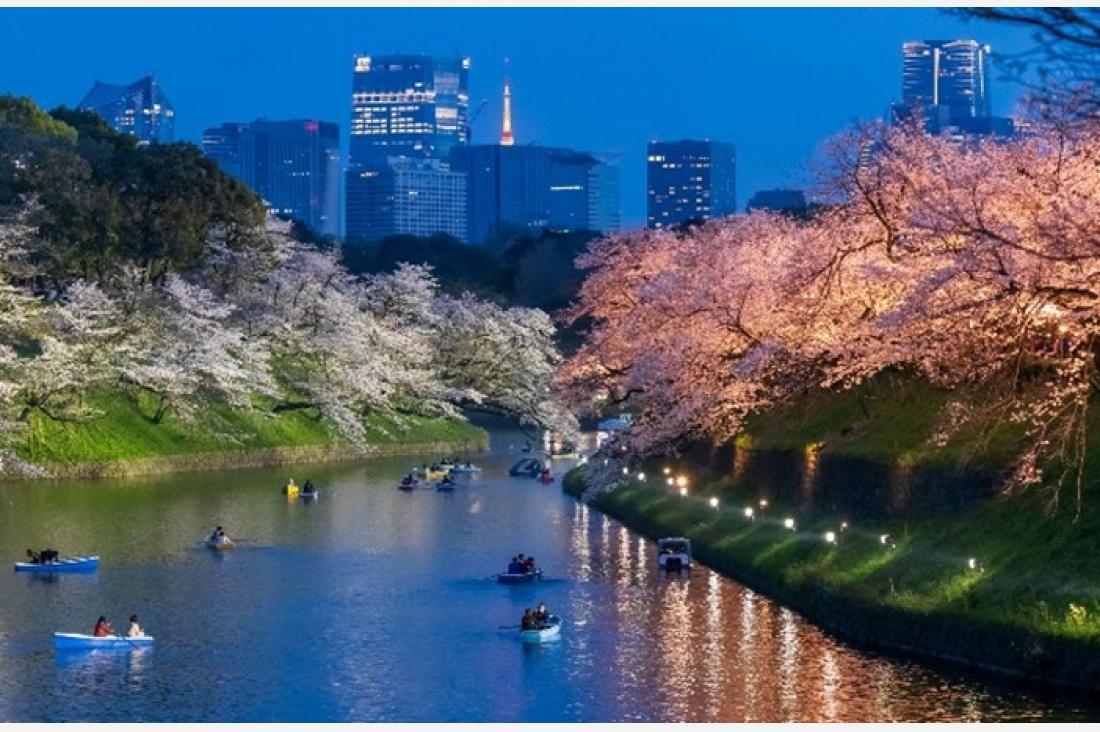 東京の春の風物詩「千代田のさくらまつり」皇居千鳥ヶ淵で夜桜ライトアップ開催