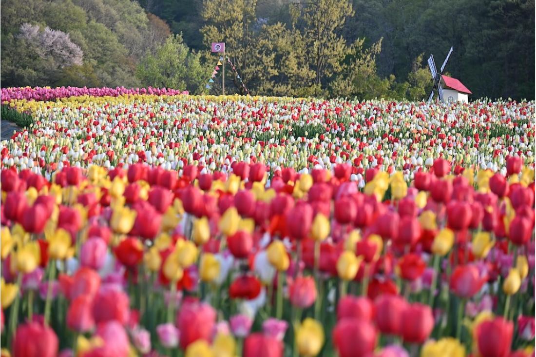 国営越後丘陵公園の「チューリップまつり」開催（4/19 – 5/6）