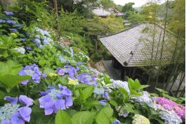 紫陽花の見頃の季節！鎌倉長谷寺「あじさい路」のネット予約で優先的に案内