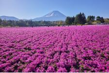 富士山と芝桜の絶景「富士芝桜まつり」で芝桜のおすそわけ「株掘り体験」