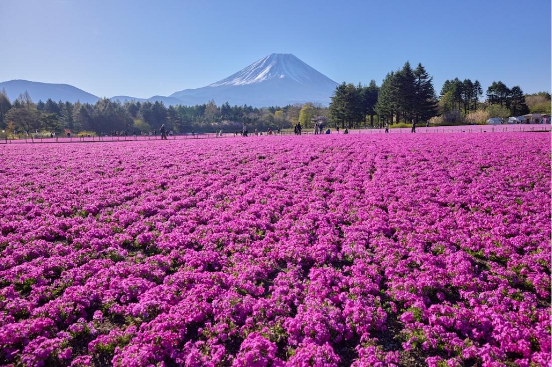 富士山と芝桜の絶景「富士芝桜まつり」で芝桜のおすそわけ「株掘り体験」