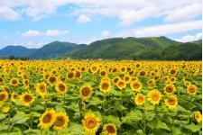 関西最大級74万本のひまわりが咲く夏の絶景「佐用町南光ひまわり祭り2025」7月19日から開催