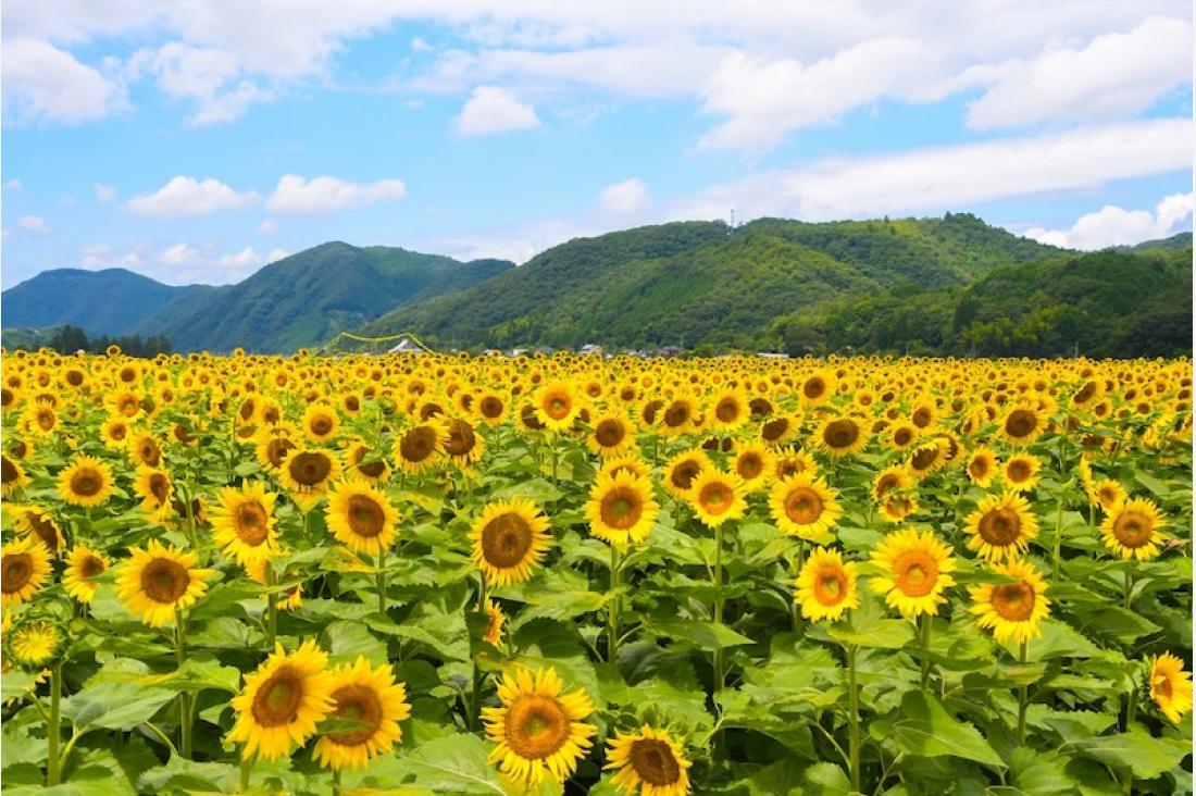 関西最大級74万本のひまわりが咲く夏の絶景「佐用町南光ひまわり祭り2025」7月19日から開催