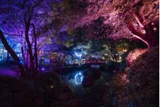 日本三大稲荷「祐徳稲荷神社」ライトアップ！「ナイトウォーク 狐の嫁入り 2025」9月20日より開催