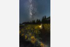 夜の高原体験「ナイトフラワーパーク」 5万本のひまわりライトアップを初開催