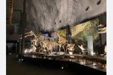 勝山DMO×恐竜博物館による企画「恐竜博物館プレミアムナイトミュージアムツアー」（12/11 – 14）