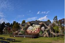 秋風に舞う彩りの競演「弘前城菊と紅葉まつり」 2025年10月31日から開催