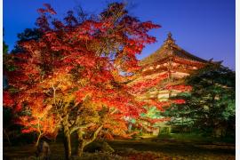 京都紅葉隠れスポット、嵐山「鹿王院」夜の特別拝観2025が始まる