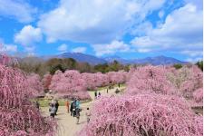 三重・鈴鹿で樹齢100年以上のしだれ梅を公開　夜間ライトアップも