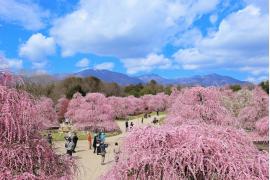 三重・鈴鹿で樹齢100年以上のしだれ梅を公開　夜間ライトアップも