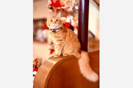 『じゃらん』宿の看板猫ランキング2026！2月22日「猫の日」に合わせ公表