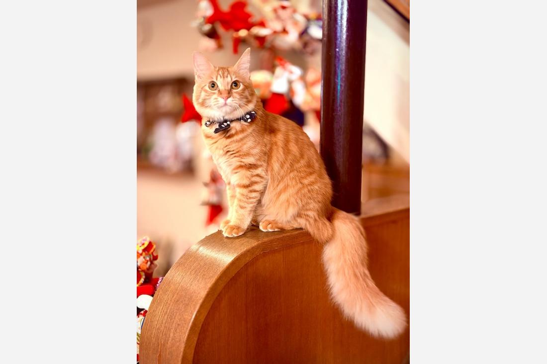 『じゃらん』宿の看板猫ランキング2026！2月22日「猫の日」に合わせ公表