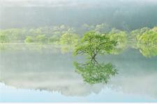 山形・白川湖の春季限定「水没林」シーズン、体験型コンテンツ多彩に展開