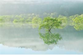 山形・白川湖の春季限定「水没林」シーズン、体験型コンテンツ多彩に展開