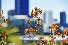 花々の祭典「エバーラスティング・キングスパーク・フェスティバル」が2026年9月18日(金)から10月4日(日)の期間で開催決定