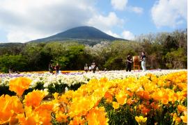 「八丈島フリージアまつり」台風復興を経て第60回を迎え3月20日から開催