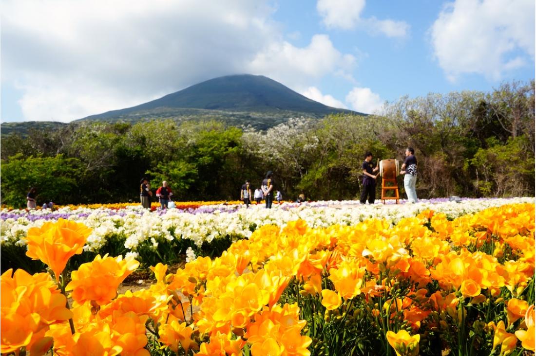 「八丈島フリージアまつり」台風復興を経て第60回を迎え3月20日から開催