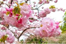 日光の桜、標高差約1,000メートルが生む約2か月の花期　3月下旬から市内6スポットで順次見頃へ
