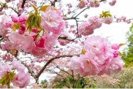 日光の桜、標高差約1,000メートルが生む約2か月の花期　3月下旬から市内6スポットで順次見頃へ