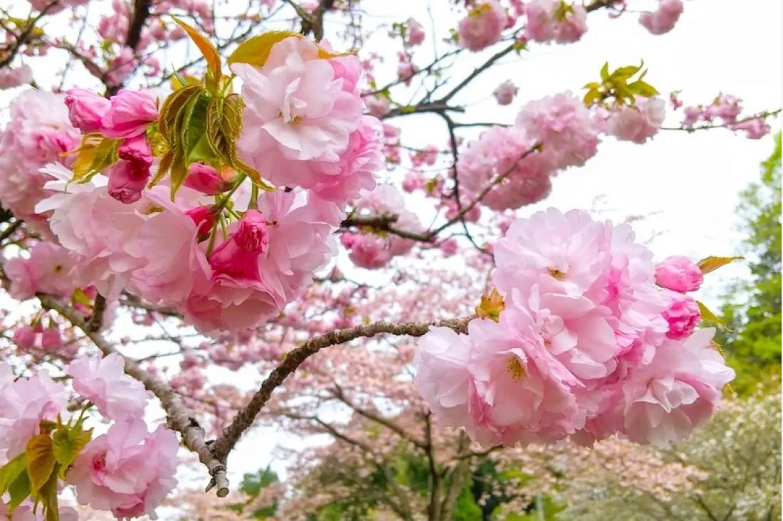日光の桜、標高差約1,000メートルが生む約2か月の花期　3月下旬から市内6スポットで順次見頃へ