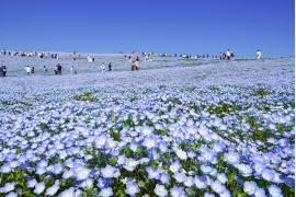 国営ひたち海浜公園、2026年のネモフィラ見頃は4月16日頃の見込み　平年より2日早い予想
