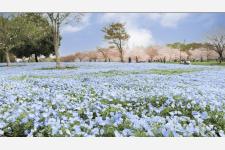 東京足立区の舎人公園でネモフィラのライトアップイベント（4/10 – 26）昼夜で異なる花景色を演出