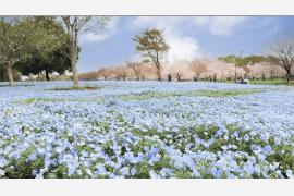 東京足立区の舎人公園でネモフィラのライトアップイベント（4/10 – 26）昼夜で異なる花景色を演出