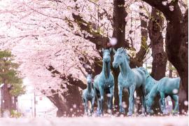 青森県「十和田市春まつり」が4月18日から開幕！桜の早期開花で一部行事を前倒し