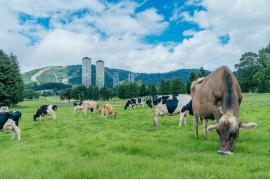 星野リゾート トマム、5月9日・10日に「まきば開き」を開催　冬を越した牛が牧草地へ