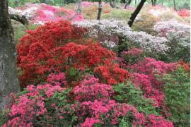 千葉・野田市の清水公園でつつじまつり　4月18日から開催