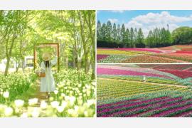 広島・世羅高原で春の花まつり　チューリップとふじが見頃