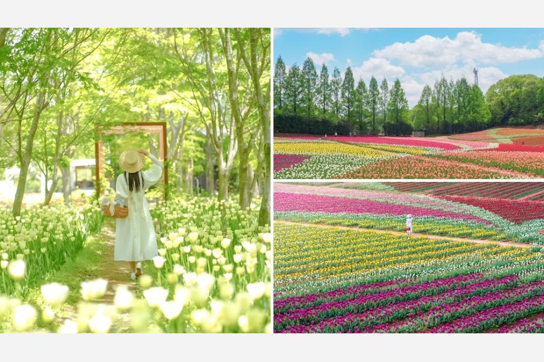 広島・世羅高原で春の花まつり　チューリップとふじが見頃