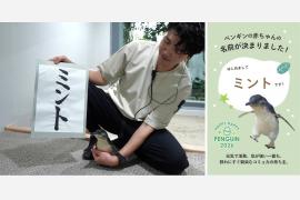 世界最小のペンギン雛に愛称「ミント」 札幌の都市型水族館AOAO SAPPOROで記念イベント開催