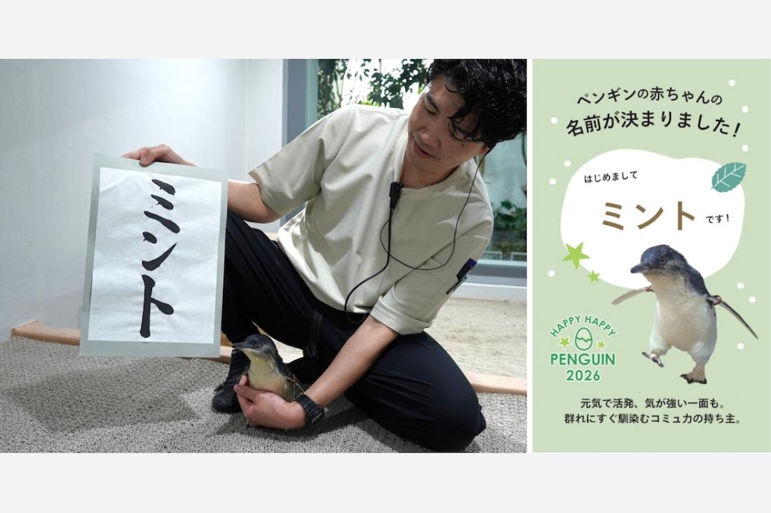 世界最小のペンギン雛に愛称「ミント」 札幌の都市型水族館AOAO SAPPOROで記念イベント開催