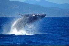 世界遺産グレートバリアリーフで出会えるザトウクジラ！ケアンズのホエールウオッチング