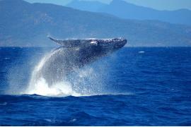 世界遺産グレートバリアリーフで出会えるザトウクジラ！ケアンズのホエールウオッチング