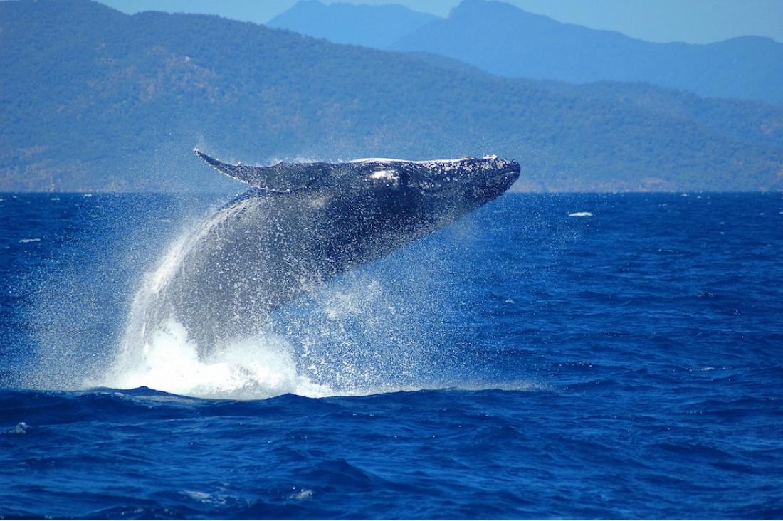 世界遺産グレートバリアリーフで出会えるザトウクジラ！ケアンズのホエールウオッチング