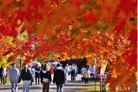 弘前城の秋を彩る「弘前城菊と紅葉まつり」が10/30–11/8開催
