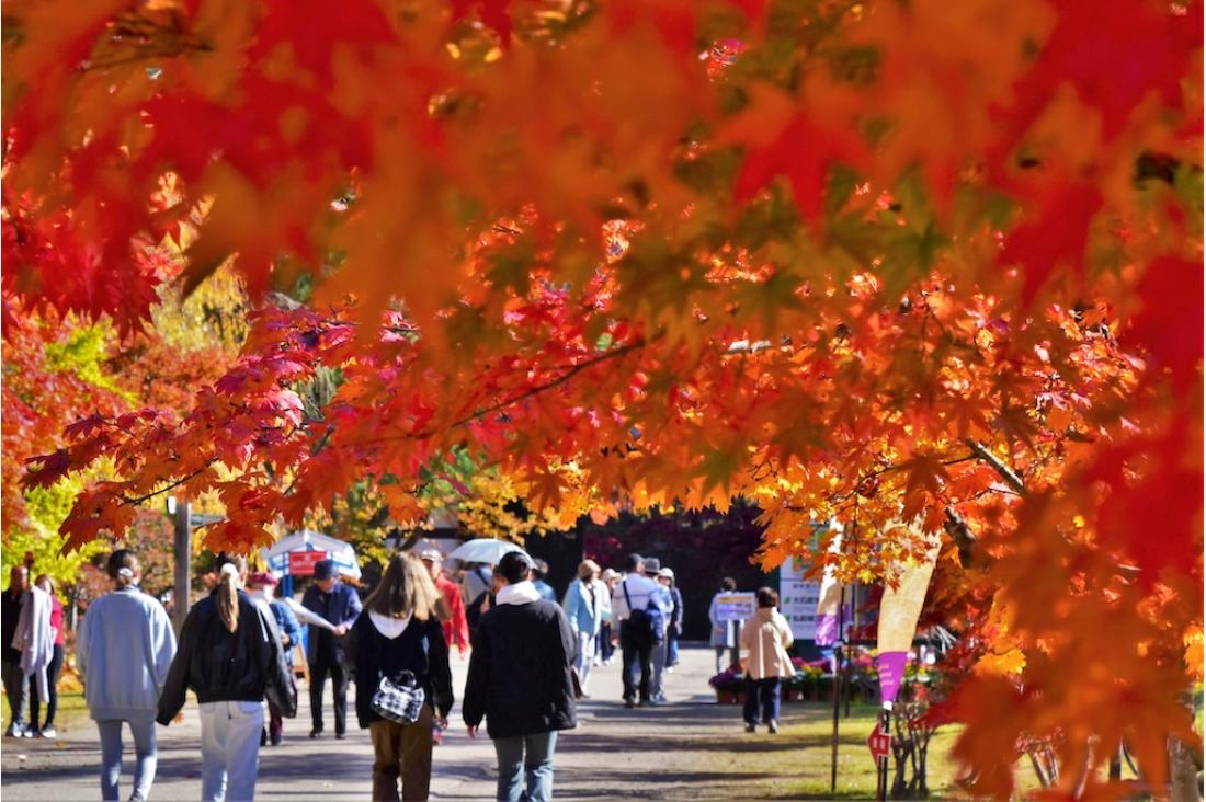 弘前城の秋を彩る「弘前城菊と紅葉まつり」が10/30–11/8開催