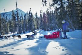 犬ぞり、アイスウォーク、スノーシュー･･･冬のアルバータは魅力がいっぱい！