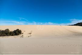 野生のイルカに、真っ白な大砂丘！不思議な砂島 モートン島