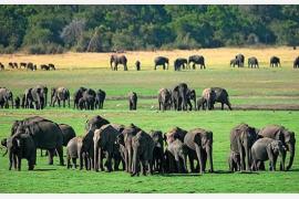 スリランカの野生の象 エレファント・ギャザリング
