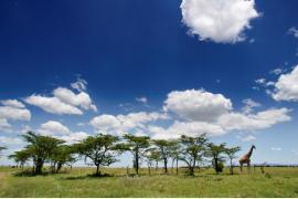 ケニアの魅力を紹介する特派員を募集！「地球の歩き方」にてモニター旅行が当たるオンラインプロモーションを実施