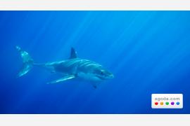 Agoda.comと一緒に地球の裏側でサメとダイビング!