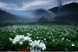 純白のすっと伸びた茎がりりしい竹子湖カラ―祭り＆アジサイ祭り
