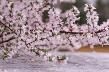 菜の花と桜が美しい三陟孟芳菜の花祭り